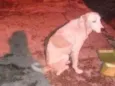 Cachorro raça INDEFINIDA idade 7 a 11 meses nome ZING