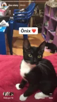 Ônix