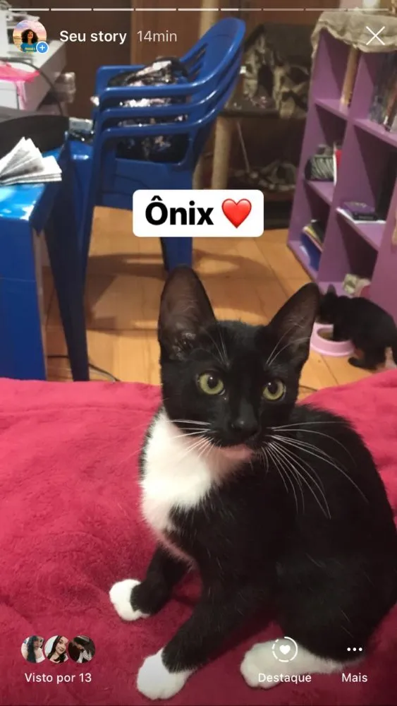 Gato ra a Sem raça definida  idade 2 a 6 meses nome Ônix