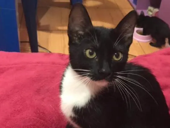 Gato ra a Sem raça definida  idade 2 a 6 meses nome Ônix