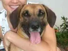 Cachorro ra a SRD idade 6 ou mais anos nome Pan