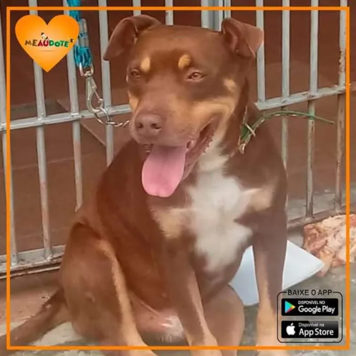 Cachorro ra a Pitbull idade 5 anos nome Pit