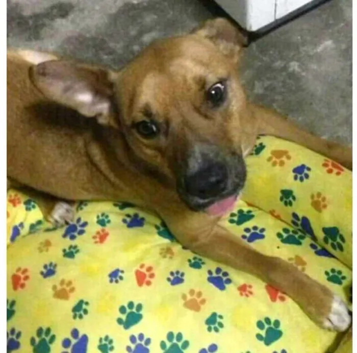 Cachorro ra a  idade 3 anos nome Júnior 