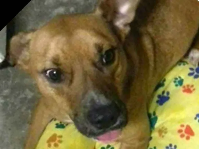 Cachorro ra a  idade 3 anos nome Júnior 