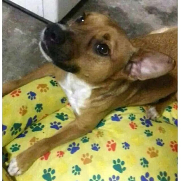 Cachorro ra a  idade 3 anos nome Júnior 