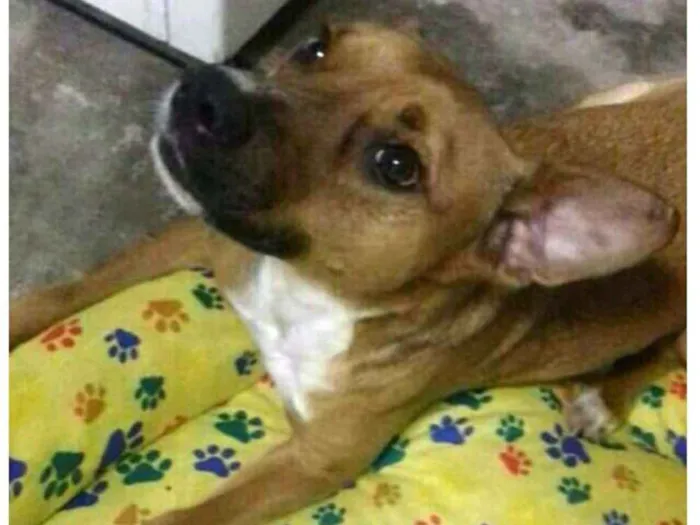 Cachorro ra a  idade 3 anos nome Júnior 