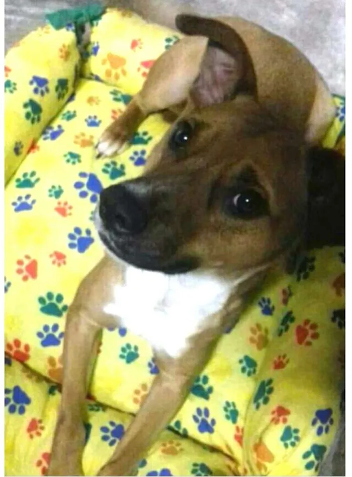 Cachorro ra a  idade 3 anos nome Júnior 