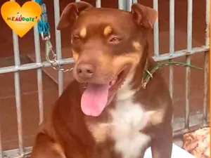 Cachorro raça Pitbull idade 5 anos nome Pit