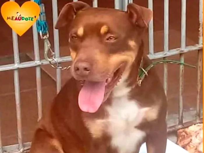 Cachorro ra a Pitbull idade 5 anos nome Pit