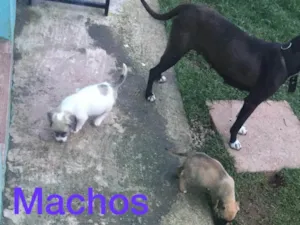 Cachorro raça SRD idade 2 a 6 meses nome Nao tem nome 