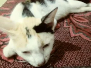 Gato raça Não sei  idade 1 ano nome Não sei 