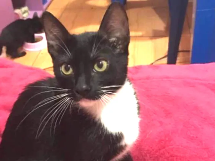 Gato ra a Sem raça definida  idade 2 a 6 meses nome Ônix