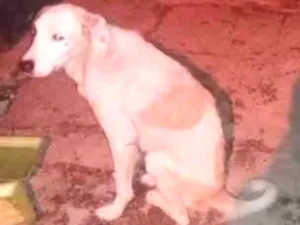 Cachorro raça INDEFINIDA idade 7 a 11 meses nome ZING