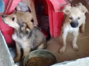 Cachorro raça SRD idade 2 a 6 meses nome Bob