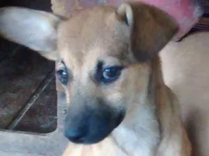 Cachorro raça SRD idade 2 a 6 meses nome Meg