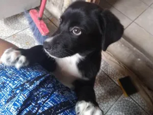 Cachorro raça Não definida idade Abaixo de 2 meses nome Sem nome