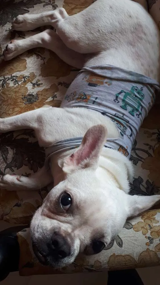 Cachorro raça Bulldog francês  idade 7 a 11 meses nome Bull