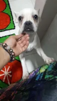 Bull