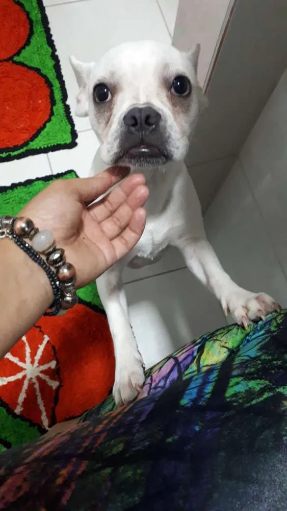 Cachorro raça Bulldog francês  idade 7 a 11 meses nome Bull