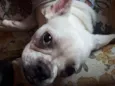 Bull