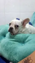 Bull
