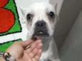 Bull