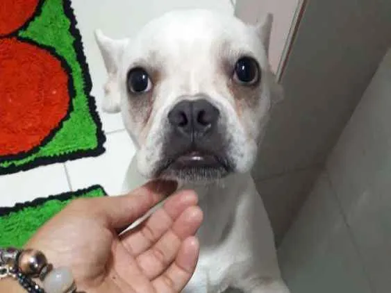 Cachorro raça Bulldog francês  idade 7 a 11 meses nome Bull