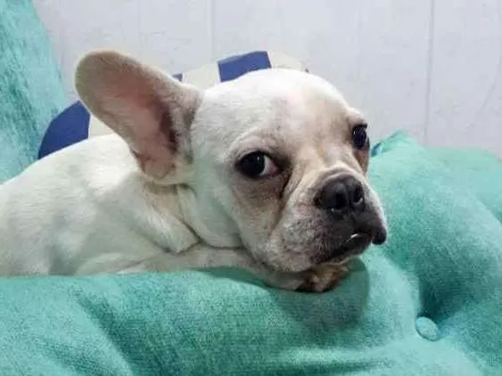 Cachorro raça Bulldog francês  idade 7 a 11 meses nome Bull
