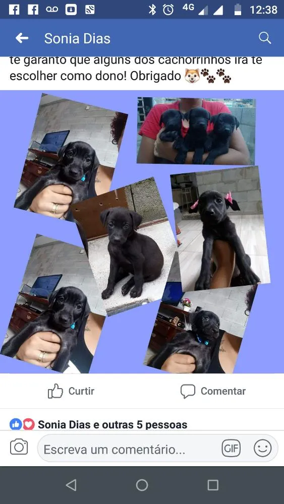 Cachorro raça Vira lata idade 2 a 6 meses nome A escolher