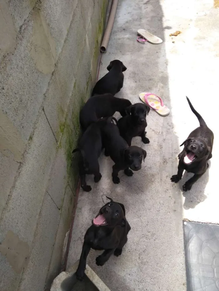 Cachorro raça Vira lata idade 2 a 6 meses nome A escolher