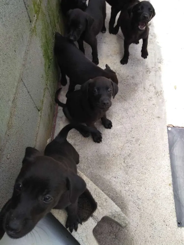 Cachorro raça Vira lata idade 2 a 6 meses nome A escolher
