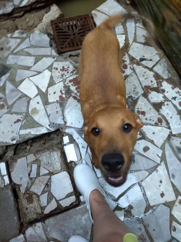 Cachorro ra a SRD idade 2 a 6 meses nome não tem nome