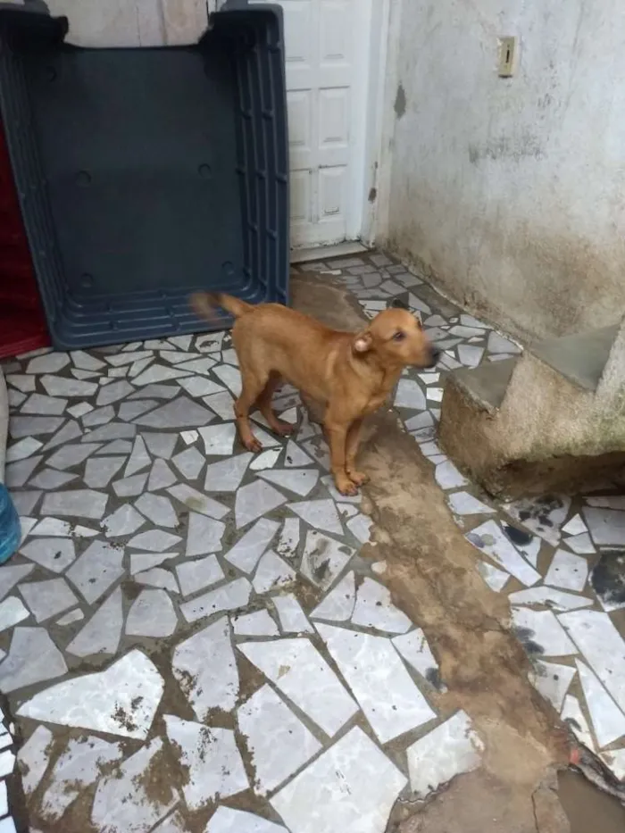 Cachorro ra a SRD idade 2 a 6 meses nome não tem nome