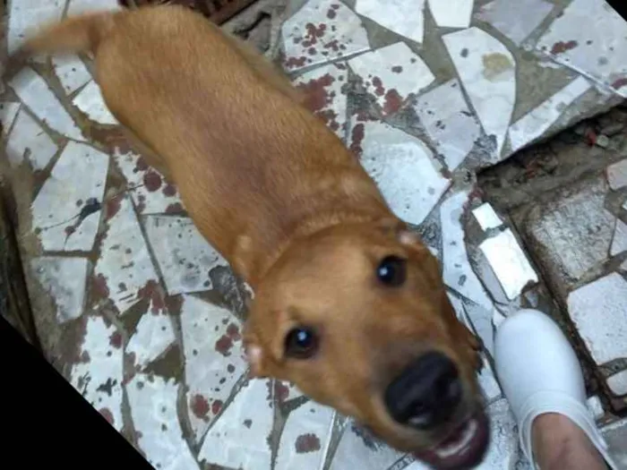 Cachorro ra a SRD idade 2 a 6 meses nome não tem nome