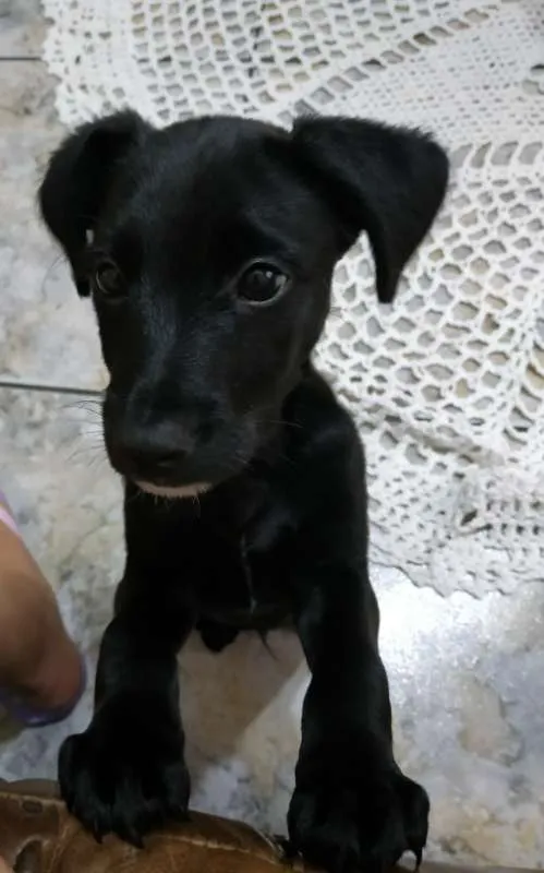 Cachorro ra a Mistura com Labrador idade 2 a 6 meses nome Betinho