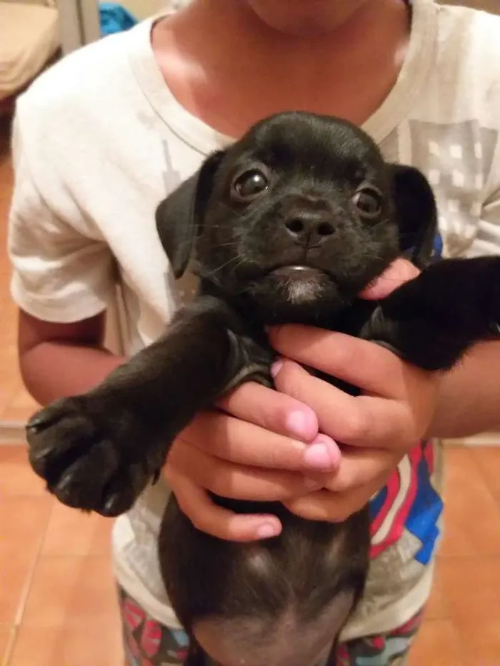 Cachorro ra a Shitiso  idade  nome Não Tem