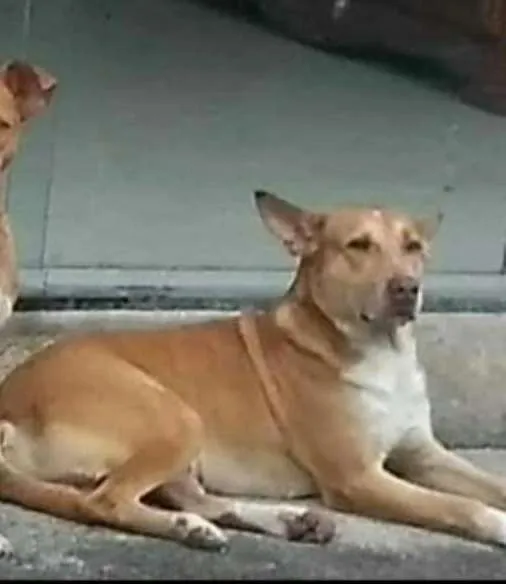 Cachorro raça Vira Lata idade 5 anos nome Snoopy