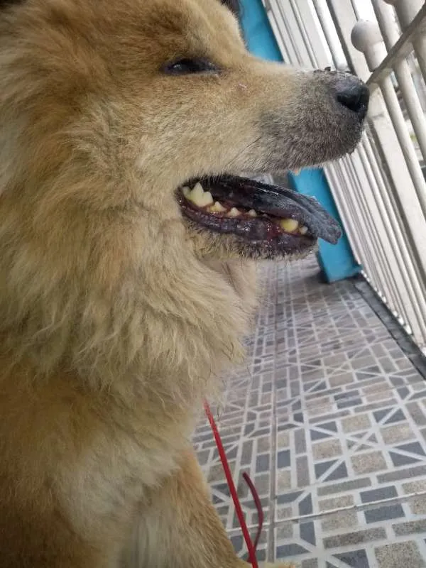 Cachorro ra a chow chow idade 6 ou mais anos nome SEM NOME