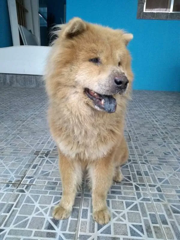 Cachorro ra a chow chow idade 6 ou mais anos nome SEM NOME