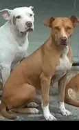 Pretinha