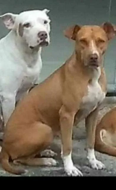 Cachorro raça Vira Lata idade 4 anos nome Pretinha