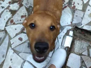 Cachorro raça SRD idade 2 a 6 meses nome não tem nome