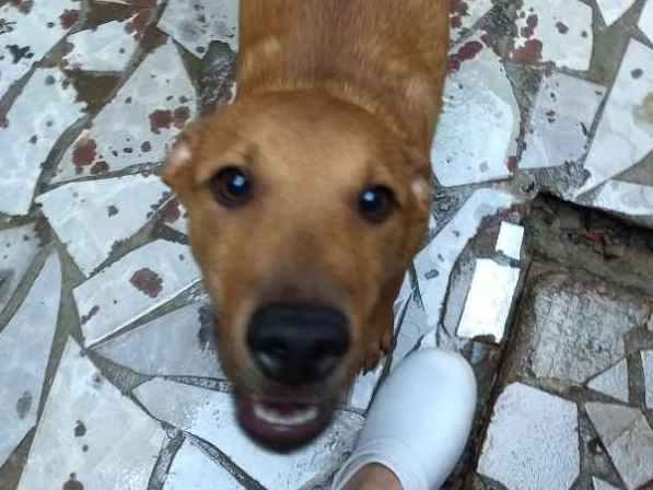 Cachorro ra a SRD idade 2 a 6 meses nome não tem nome