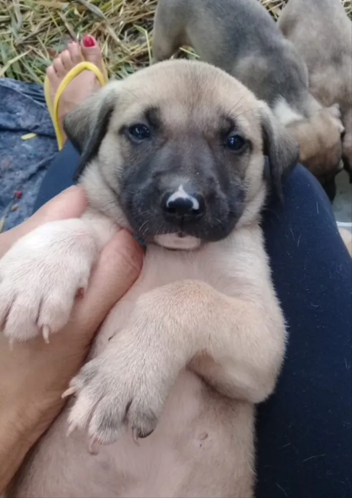Cachorro ra a SRD idade 2 a 6 meses nome Thor 