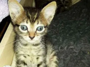 Gato raça Vira lata idade Abaixo de 2 meses nome Não tem