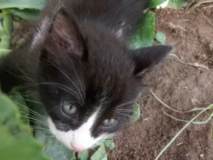 Gato raça  idade Abaixo de 2 meses nome gato
