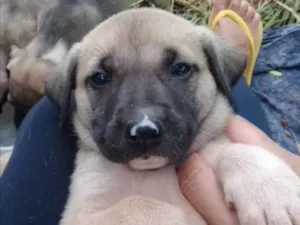 Cachorro raça SRD idade 2 a 6 meses nome Thor 