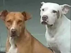 Cachorro raça Vira Lata idade 4 anos nome Pretinha
