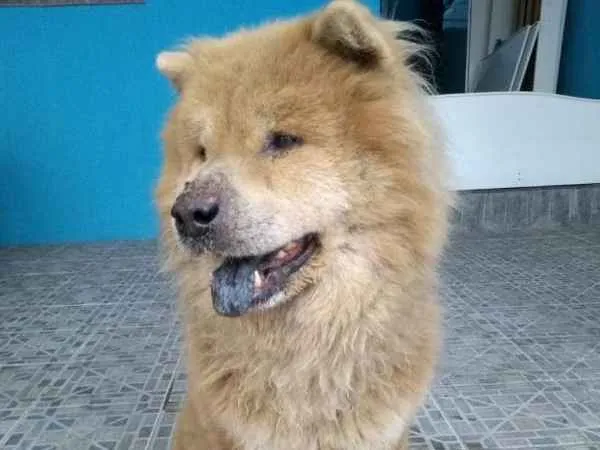 Cachorro ra a chow chow idade 6 ou mais anos nome SEM NOME