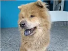 Cachorro raça chow chow idade 6 ou mais anos nome SEM NOME